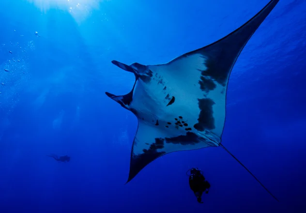 Manta Point & Tatawa Besar